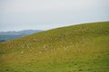 Sheep in the mountains of the Pyrenees France. Camino de santiago Royalty Free Stock Photo