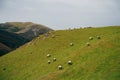 Sheep in the mountains of the Pyrenees France. Camino de santiago Royalty Free Stock Photo