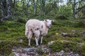 Sheep in mountains of Scandinavia Royalty Free Stock Photo