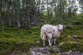 Sheep in mountains of Scandinavia Royalty Free Stock Photo