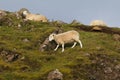Sheep in the mountains - skye isle, Scotland