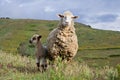 Sheep in mountains Royalty Free Stock Photo