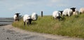 Sheep on the move to a better part of the dyke Royalty Free Stock Photo