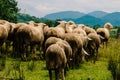 Sheep Moving to the Greener Side