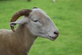 A sheep in Mudchute farm in London