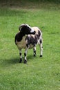 A sheep in Mudchute farm in London