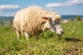 a sheep munching on grass in a calm field Royalty Free Stock Photo