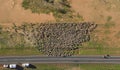 sheep muster in outback Queensland