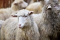 Sheep muzzle outdoors. Standing and staring breeding agriculture animal