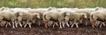 Sheep muzzle outdoors. Standing and staring breeding agriculture animal. Panoramic