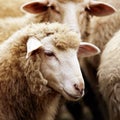 Sheep muzzle outdoors. Standing and staring breeding agriculture animal Royalty Free Stock Photo