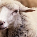 Sheep muzzle outdoors. Standing and staring breeding agriculture animal Royalty Free Stock Photo