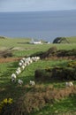 Sheep at Mwnt