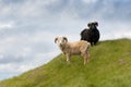 Sheep on Mykines