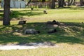 Sheep Napping in Shade