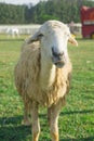 Sheep in natural grassland Farm