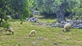 Sheep in nature, in front of the olive grove and the Peloponnesian mountains, Greece. a group of sheep feed in the pasture Royalty Free Stock Photo