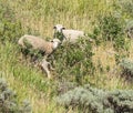 Sheep in nature. Sheep on meadow. Sheep in hill