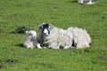 Sheep near Castlerigg