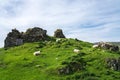 Sheep near Duntulm Castle Ruins, Scotland, UK