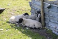 Sheep near Potter Tarn shielding from the strong sun Royalty Free Stock Photo