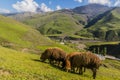 Sheep near Xinaliq Khinalug village, Azerbaij