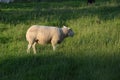 Sheep Netherlands Royalty Free Stock Photo