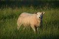 Sheep Netherlands in meadow Royalty Free Stock Photo