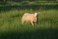 Sheep Netherlands in meadow Royalty Free Stock Photo
