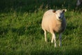 Sheep Netherlands Royalty Free Stock Photo