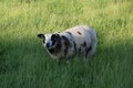 Sheep Netherlands Royalty Free Stock Photo