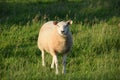Sheep Netherlands Royalty Free Stock Photo