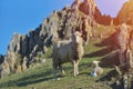 Sheep with new born lamb resting with mountain rocks behind Royalty Free Stock Photo