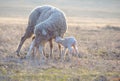 Sheep with new born lambs drinking milk from their mother