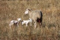 Sheep and new born lambs in Gran Sasso Park, Italy