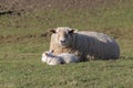 Sheep with a lamb lying in a field Royalty Free Stock Photo