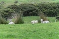 Sheep on New Zealand farm Royalty Free Stock Photo