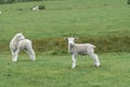 Sheep and new lambs on farm Royalty Free Stock Photo