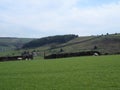 Sheep and new spring lambs grazing in fields surrounded by stone walls and hills in west yorkshire pennine countryside Royalty Free Stock Photo