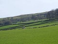 Sheep and new spring lambs grazing in fields surrounded by stone walls and hills in west yorkshire pennine countryside Royalty Free Stock Photo