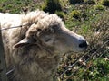 The Sheep, New Zealand Royalty Free Stock Photo