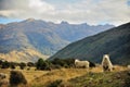 Sheep in New Zealand. Royalty Free Stock Photo