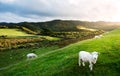 Sheep in New Zealand. Royalty Free Stock Photo