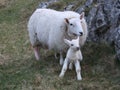 Sheep with newborn lamb