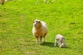 Sheep at Abbotsbury Swannery in Dorset