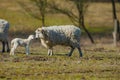 Sheep with a newborn lamb Royalty Free Stock Photo