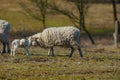 Sheep with a newborn lamb Royalty Free Stock Photo