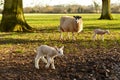 Sheep and Newborn Lambs