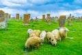 The sheep at Noratus Cemetery Royalty Free Stock Photo