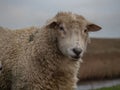 Sheep by nordsee